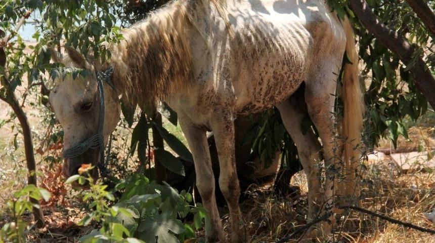 İşkence Yapılan Ata Polis Şefkati
