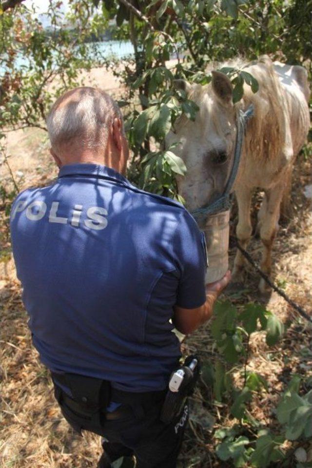 İşkence Yapılan Ata Polis Şefkati