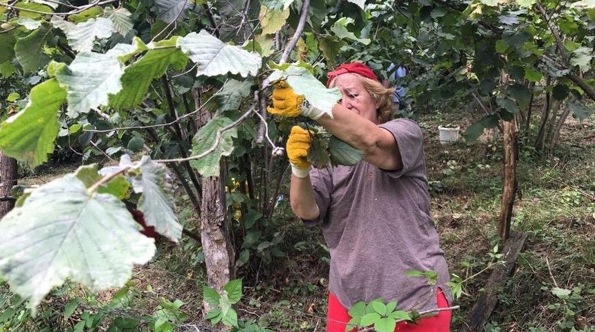 Doğu Karadeniz&rsquo;de Fındık Hasadı Resmen Başladı