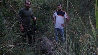 Gercüş’te Domuzlar Köylülerin Kabusu Oldu