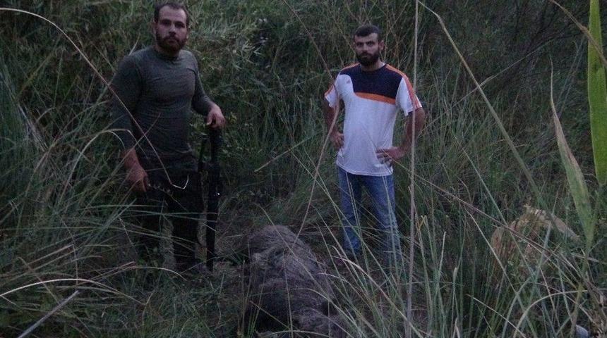 Gercüş’te Domuzlar Köylülerin Kabusu Oldu