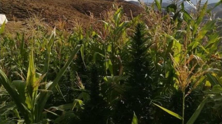 Jandarmadan Uyuşturucu Tacirine Darbe