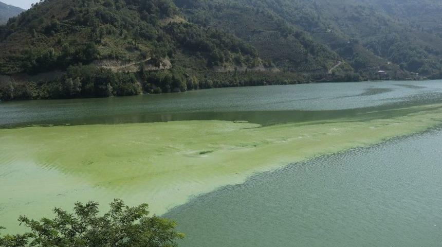 Suat Uğurlu Baraj G&ouml;l&uuml;&rsquo;nde Alg Patlaması