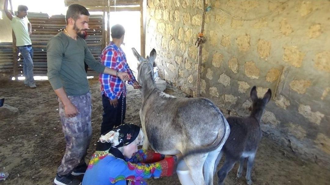 Mardinli Marilyn Manreo Eşek S&uuml;t&uuml; Sağdı