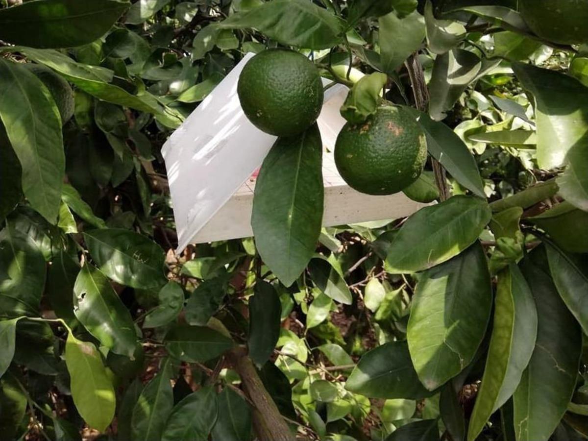 Kozan İl&ccedil;e Tarım M&uuml;d&uuml;rl&uuml;ğ&uuml;nden Akdeniz Sineği İle M&uuml;cadele