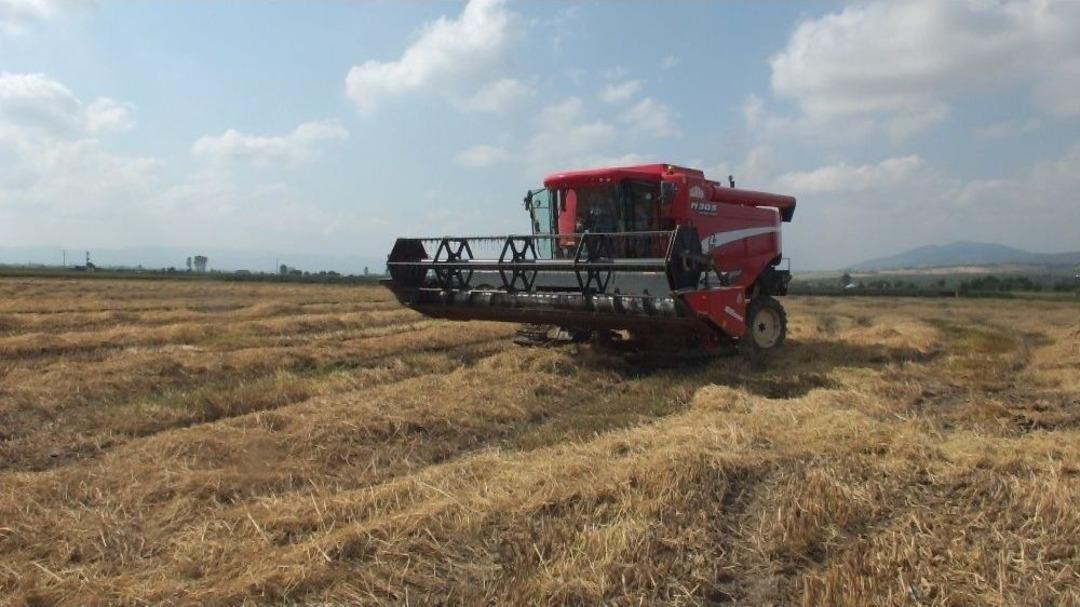 (&ouml;zel) D&uuml;nyaca &Uuml;nl&uuml; Baldo Pirincinde Hasat Zamanı