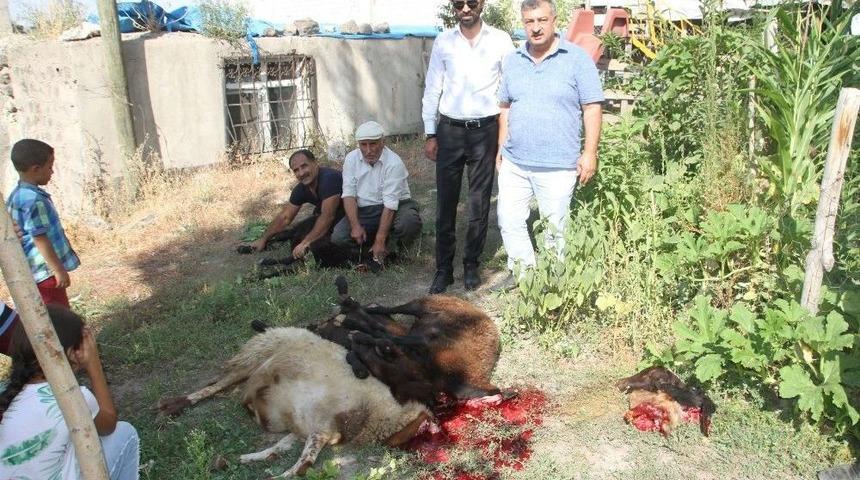 Hemşehrileri İ&ccedil;in Kurban Kestiler