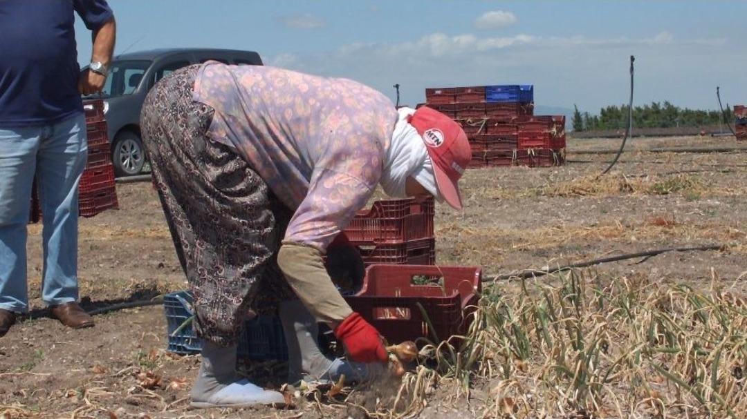 (&ouml;zel Haber) Bandırma&rsquo;da Soğan Hasadı Başladı