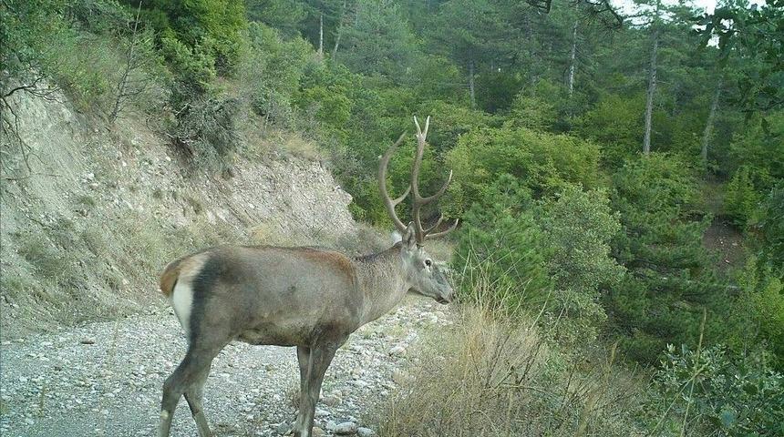 Hitit &Uuml;niversitesi &Ccedil;orum&rsquo;daki Yaban Hayvan &Ccedil;eşitliliğini Araştıracak