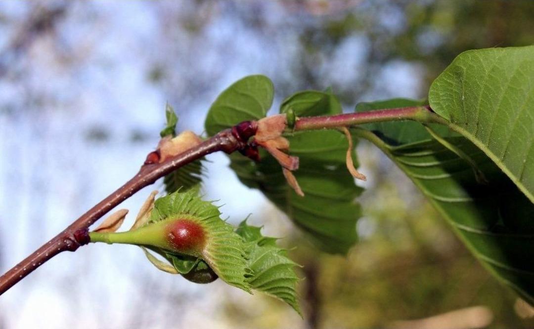 (&ouml;zel Haber) Katil Arılar Kestane Ağa&ccedil;larını Kuruttu