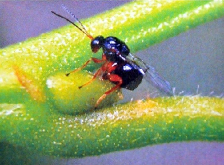 (özel Haber) Katil Arılar Kestane Ağaçlarını Kuruttu G1