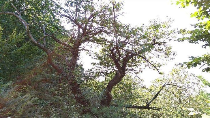 (özel Haber) Katil Arılar Kestane Ağaçlarını Kuruttu G2