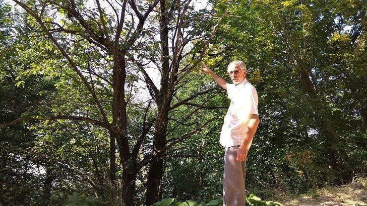 (özel Haber) Katil Arılar Kestane Ağaçlarını Kuruttu G3