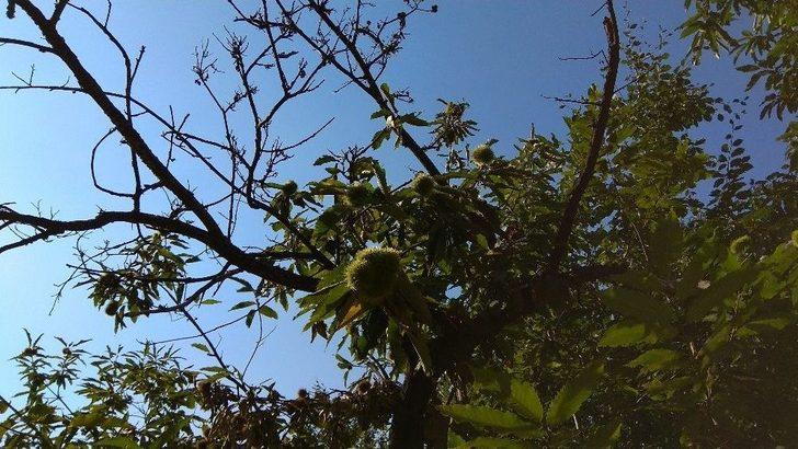 (özel Haber) Katil Arılar Kestane Ağaçlarını Kuruttu G4