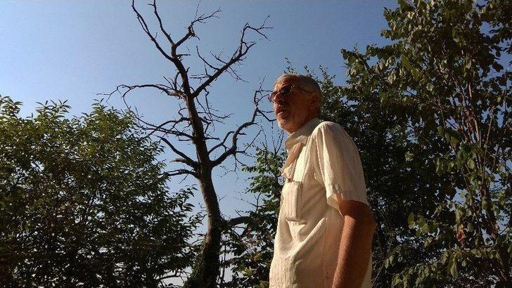 (özel Haber) Katil Arılar Kestane Ağaçlarını Kuruttu G5