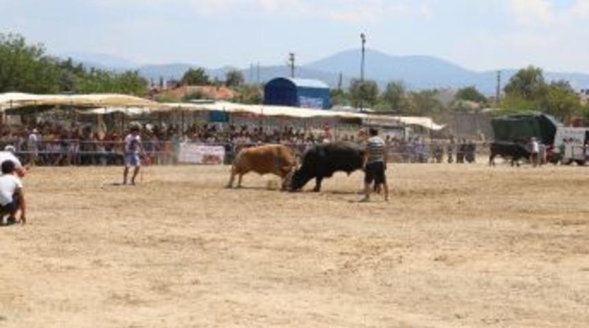 Muğla’da Boğalar Kıran Kırana Güreşti