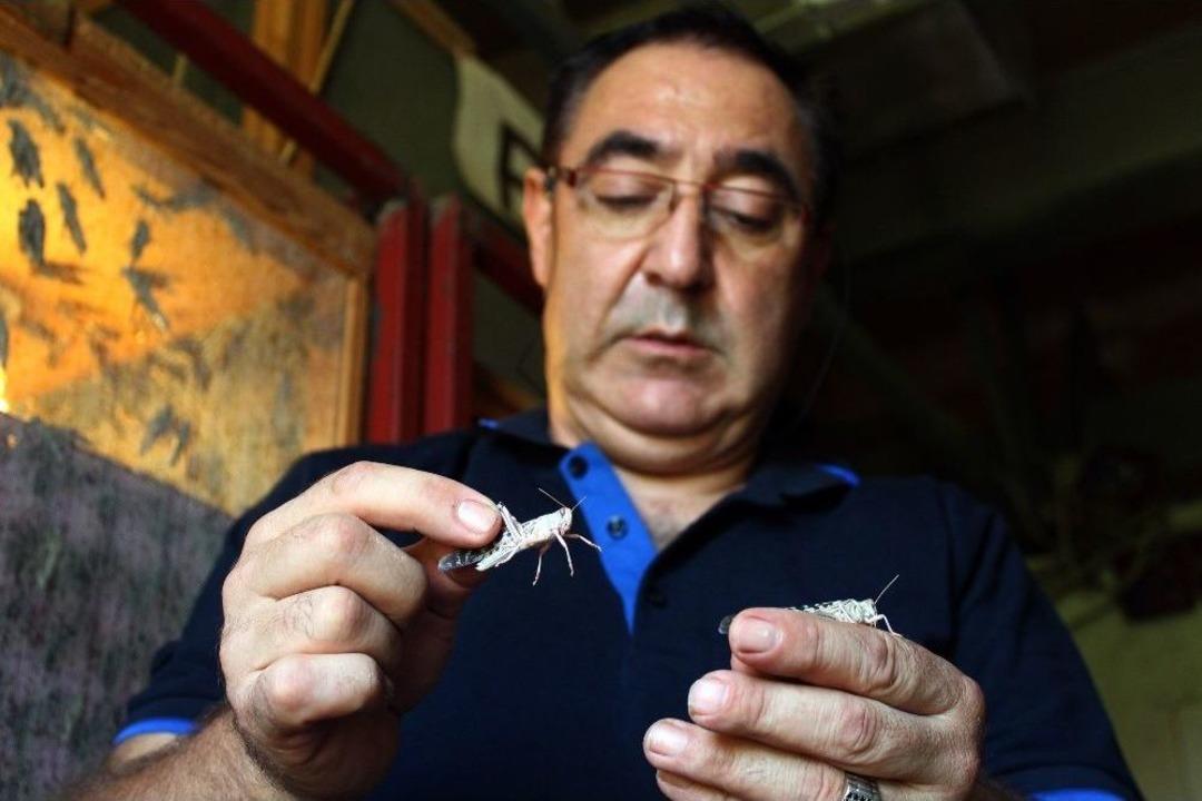 Tarım Alanlarına Zararıyla Bilinen &Ccedil;ekirgeleri Gelir Kapısı Yaptı