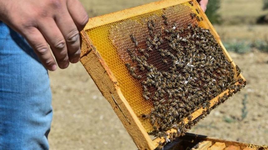 Başkent&rsquo;te &ldquo;ballı&rdquo; Hasat
