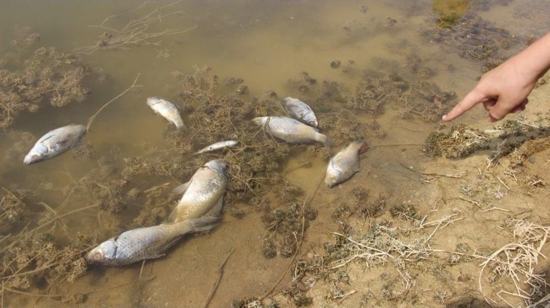K&uuml;tahya&rsquo;da Esrarengiz Balık &Ouml;l&uuml;mleri