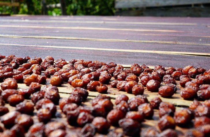 (özel) Osmanlı Mutfağının Vazgeçilmez Meyvesi Üryani Eriğinin Hasadı Başladı G5