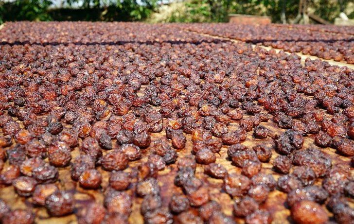 (özel) Osmanlı Mutfağının Vazgeçilmez Meyvesi Üryani Eriğinin Hasadı Başladı G1