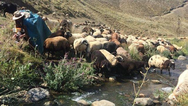 Bayramı Sürüsünü Otlatarak Geçirdi