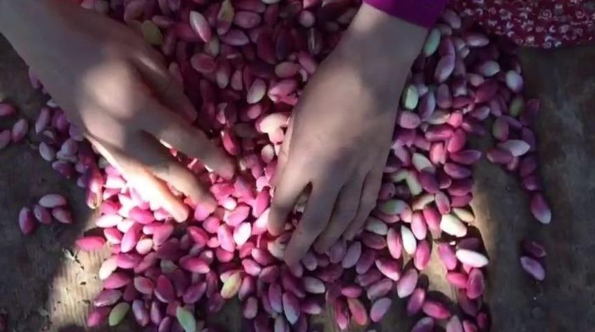 Bayramı Fıstık Toplayarak Ge&ccedil;iriyorlar