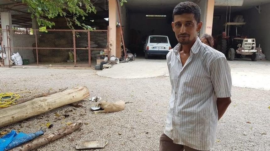 Anneleri &Ouml;len 6 Civcive Evin K&ouml;peği &rsquo;aslan&rsquo; Annelik Yapıyor