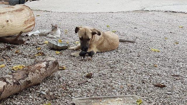 Anneleri Ölen 6 Civcive Evin Köpeği ’aslan’ Annelik Yapıyor