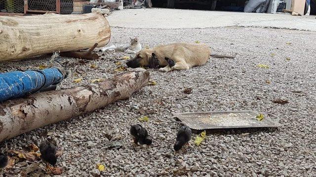 Anneleri Ölen 6 Civcive Evin Köpeği ’aslan’ Annelik Yapıyor