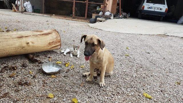 Anneleri Ölen 6 Civcive Evin Köpeği ’aslan’ Annelik Yapıyor