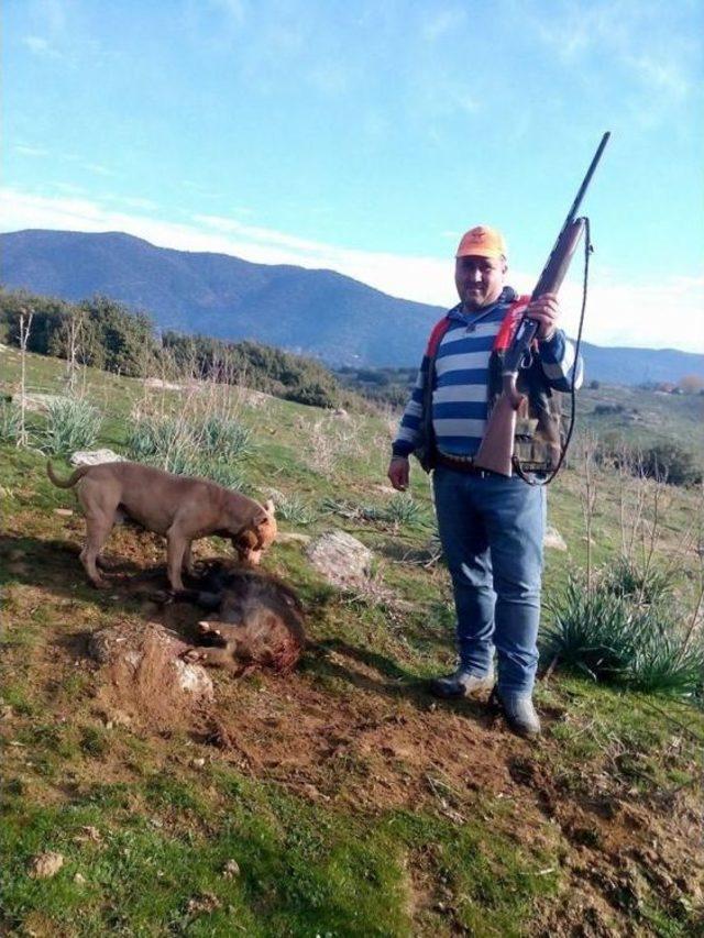 Aydın’da Domuzlar, Çiftçinin Uykusunu Kaçırdı