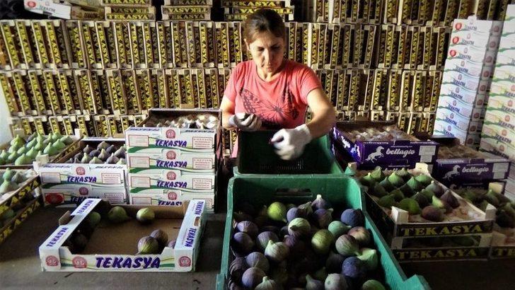 Siyah İncir Fiyatı Dövizi Solladı G2