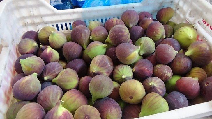 Siyah İncir Fiyatı Dövizi Solladı G3