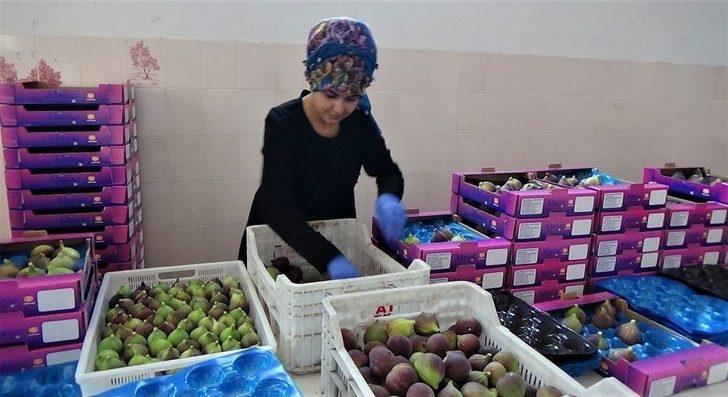 Siyah İncir Fiyatı Dövizi Solladı G5