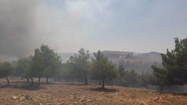 Dünyanın Bilinen En Eski Tapınaklarından Göbeklitepe Arkeolojik Alanı Yakınlarındaki Ormanlık