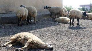 Eğil’de Telef Olan Hayvanlarda Şarbon Çıkmadı