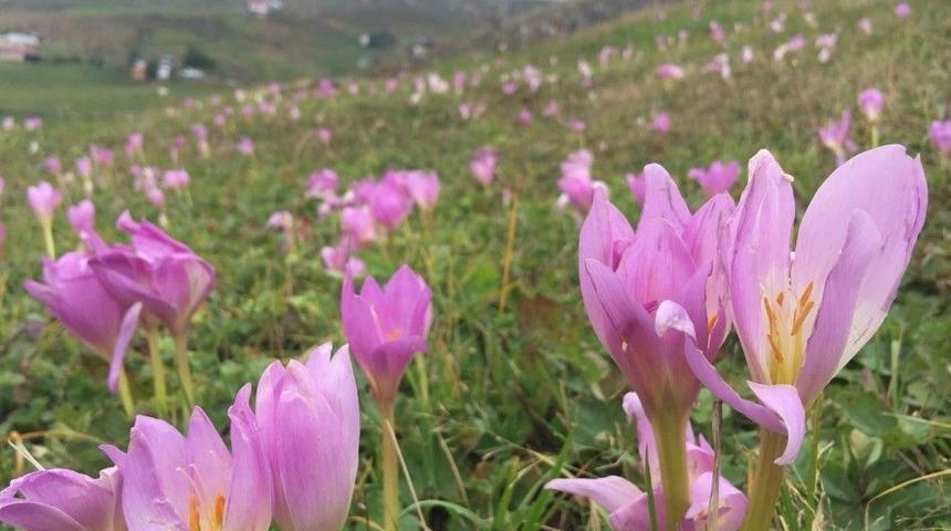 Yaylalardan Dönüşün Habercisi ’vargit’ Çiçekleri Kendini Göstermeye Başladı
