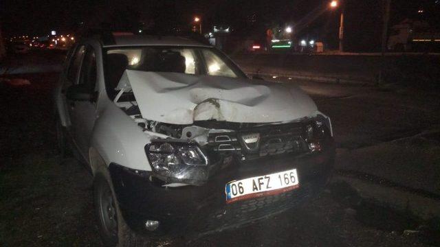 Hatay’da Limandan Kaçan Anguslar Kazaya Neden Oldu: 1 Yaralı