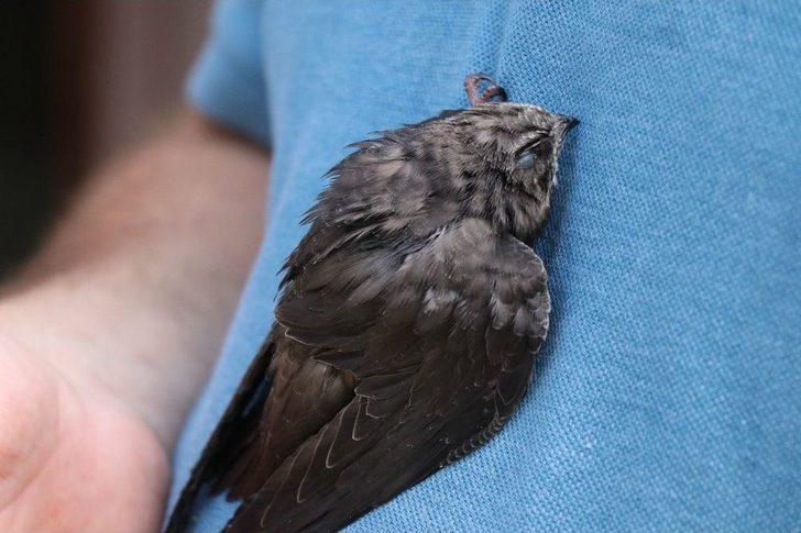 Gizemini Koruyan Ebabil Kuşu Karabük’ü Yurt Edindi G1