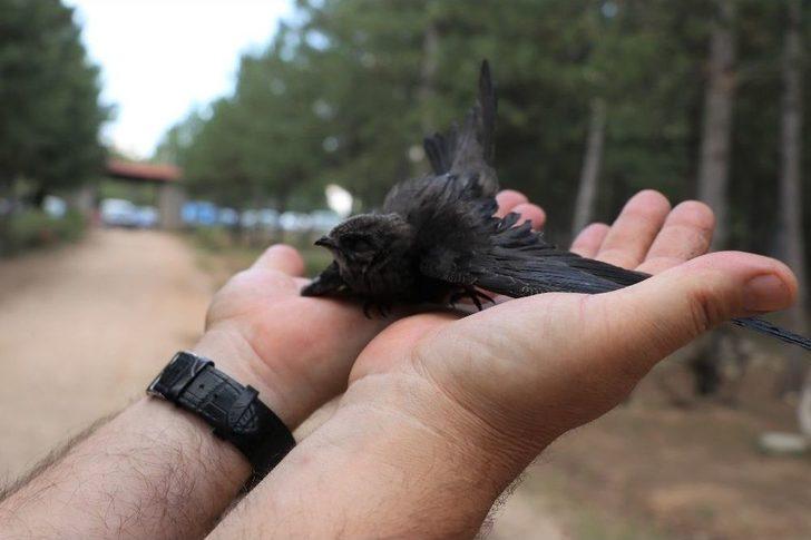 Gizemini Koruyan Ebabil Kuşu Karabük’ü Yurt Edindi G3