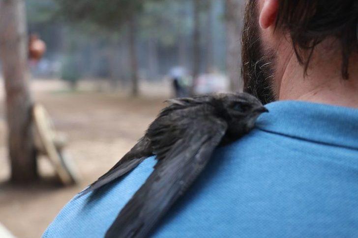 Gizemini Koruyan Ebabil Kuşu Karabük’ü Yurt Edindi G5