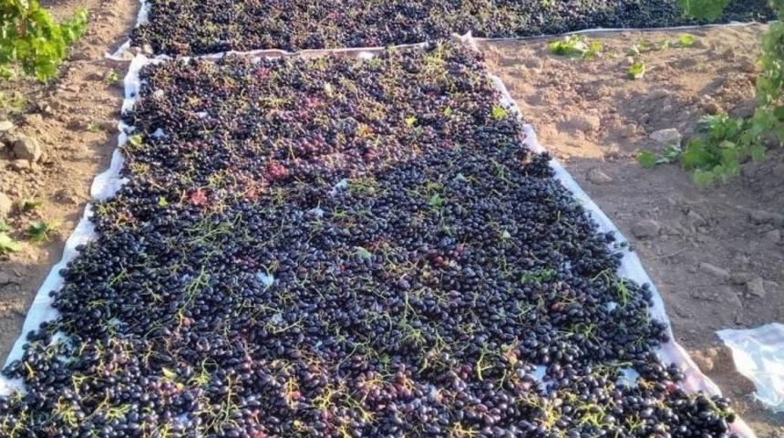 ‘horoz Karası’ Cinsi Üzüm Kurutulmaya Başlandı