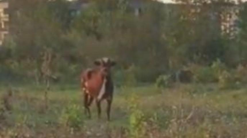 Kurbanlık Boğa 4 Gündür Kayıp