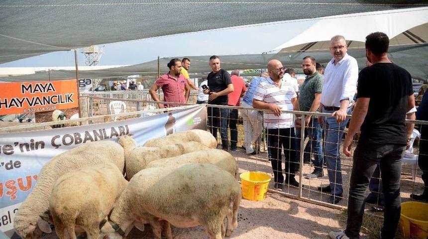 &Ccedil;obanlar Karacabey&rsquo;de Buluştu