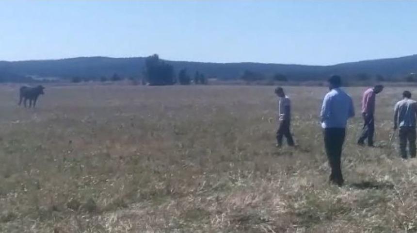 Kurbanlık Hayvan Kaçtı, Sahipleri Kovaladı