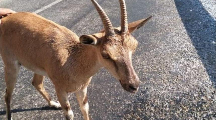 Hasta Yaban Ke&ccedil;isine Vatandaşlar Sahip &Ccedil;ıktı