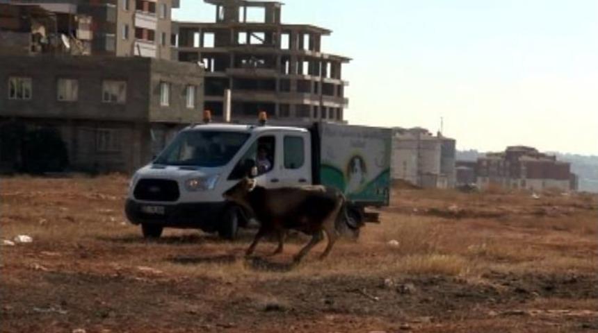 Gaziantep&rsquo;te Sahibinin Elinden Ka&ccedil;an 17 Dana Yakalandı