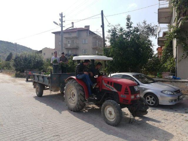 Afyonkarahisarlı Marulcu Fenomen Oldu