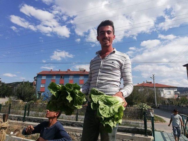 Afyonkarahisarlı Marulcu Fenomen Oldu